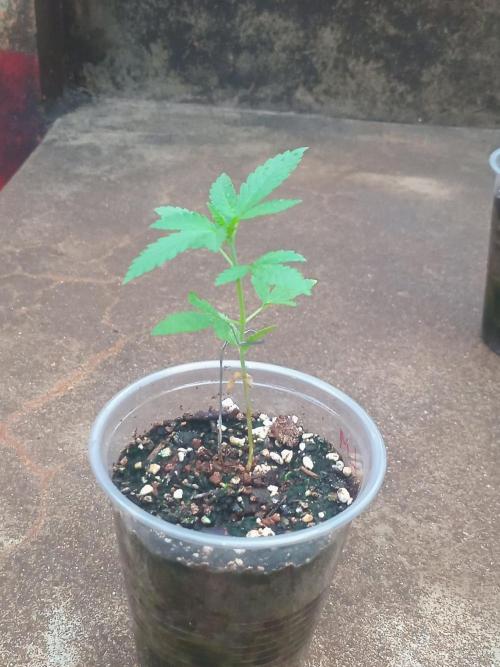 Lemon mandarin. Week 1