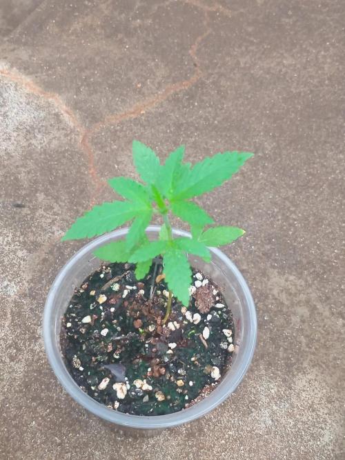 Lemon mandarin. Week 1