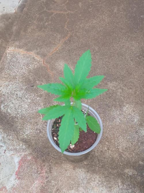 Z42fastbuds. Week 1