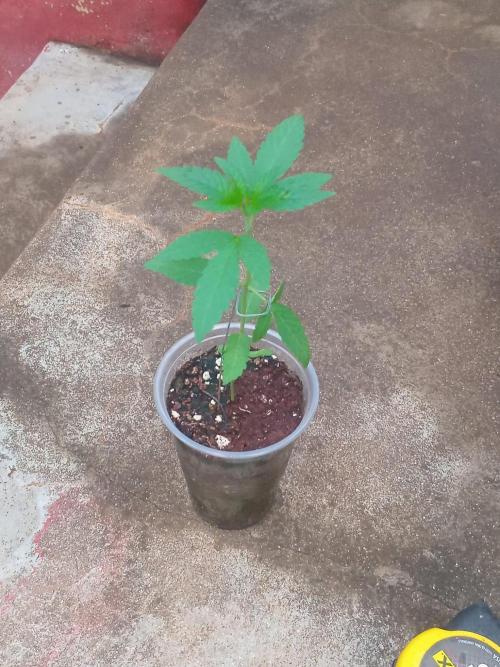 Z42fastbuds. Week 1