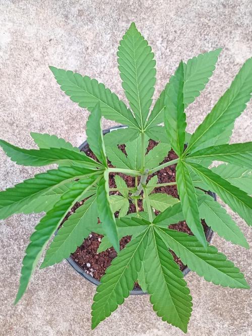 Z42fastbuds. Week 3