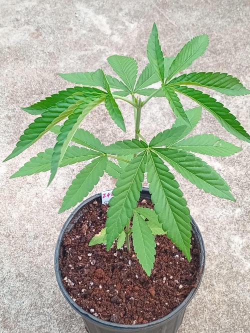 Z42fastbuds. Week 3
