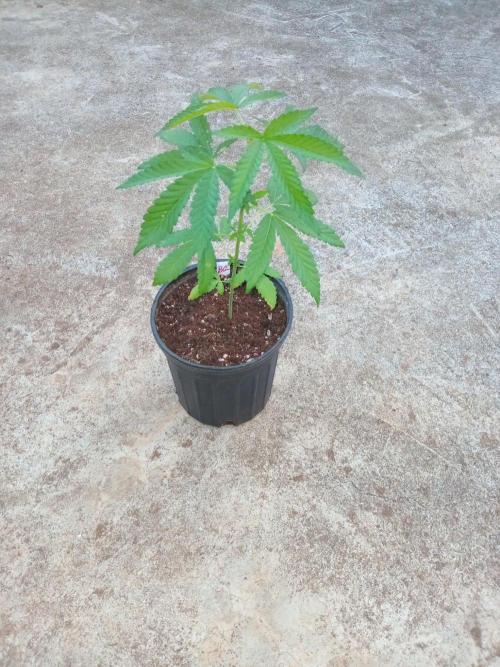 Biscotti Gelato. Week 3
