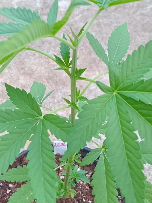 Lemon cherry runtz. Week 3