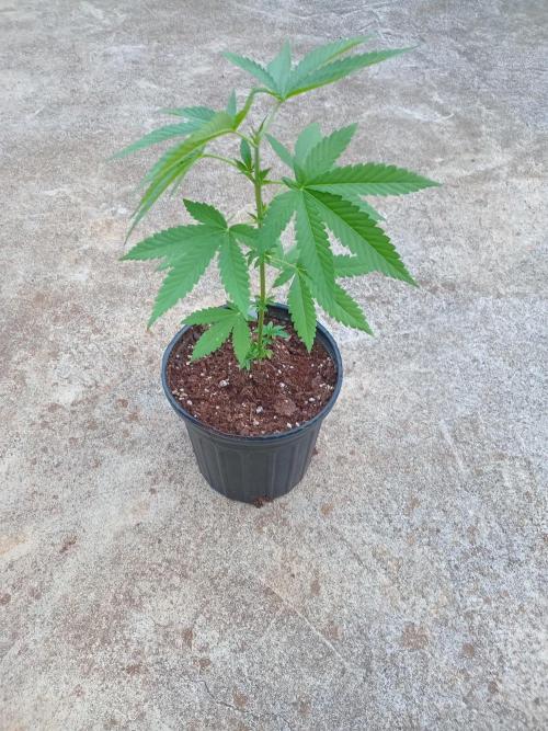 Lemon cherry runtz. Week 3