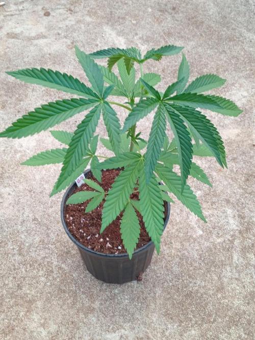 Gary Sherbert. Week 3