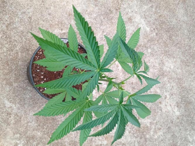 Gary Sherbert. Week 3