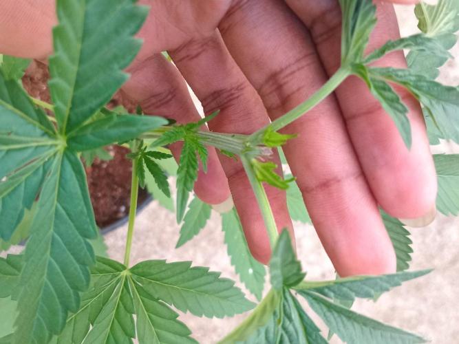 Gary Sherbert. Week 3