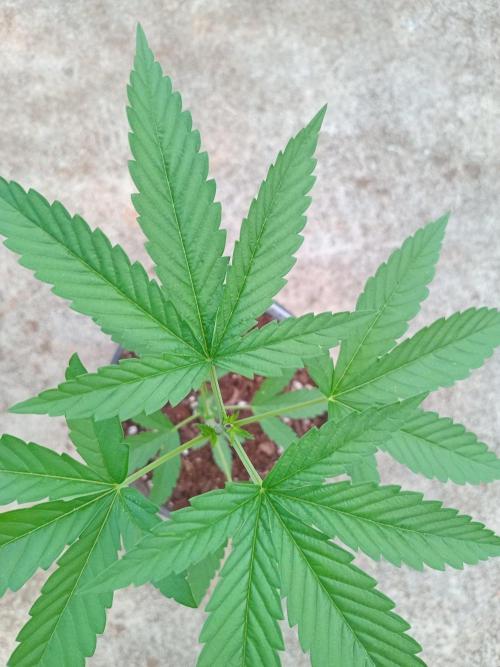 Lemon mandarin. Week 3