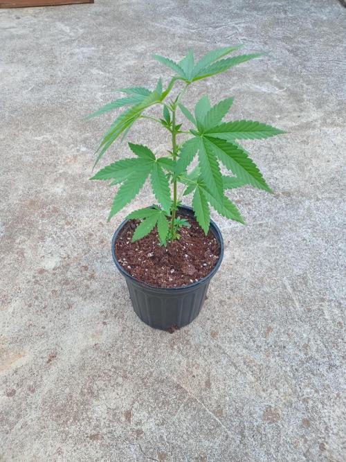Lemon mandarin. Week 3