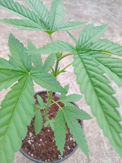 Lemon mandarin. Week 3