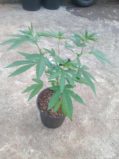 Gary Sherbert. Week 4