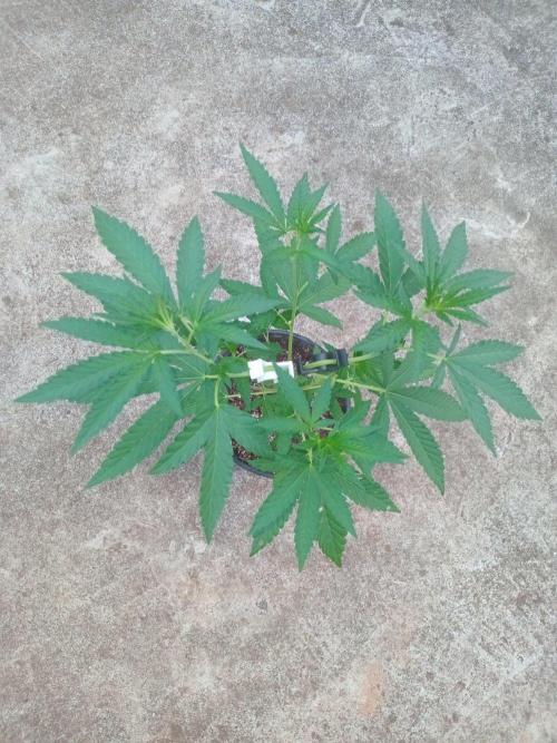 Gary Sherbert. Week 4