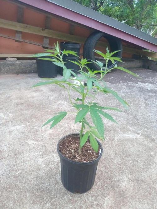 Gary Sherbert. Week 4