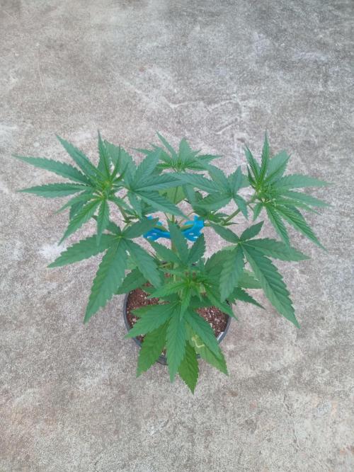 Lemon mandarin. Week 4