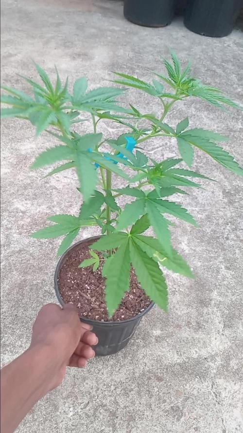 Lemon mandarin