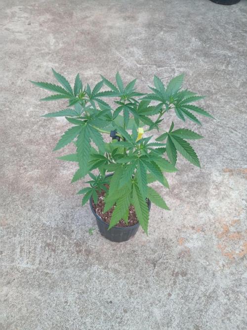Lemon cherry runtz. Week 4
