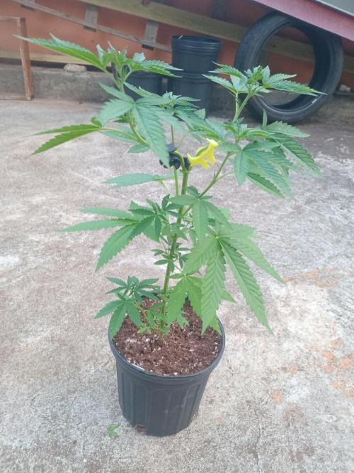 Lemon cherry runtz. Week 4