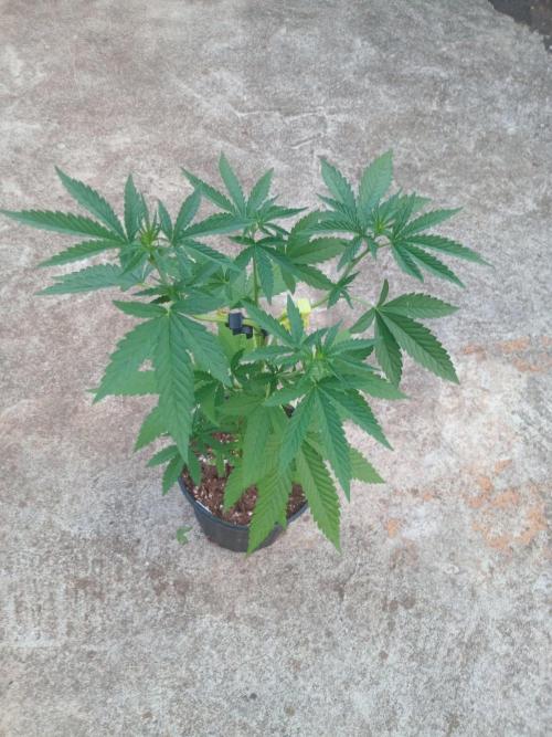 Lemon Cherry Runtz. Week 4