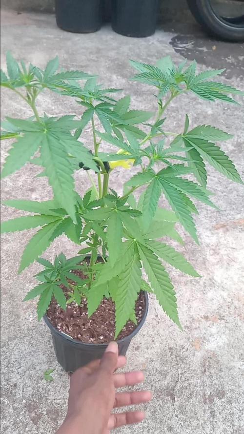 Lemon cherry runtz