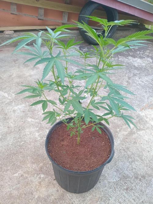 Biscotti Gelato. Week 6