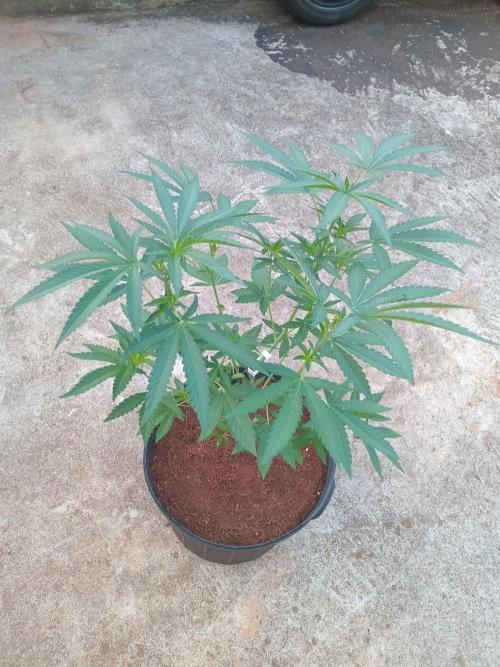 Biscotti Gelato. Week 6