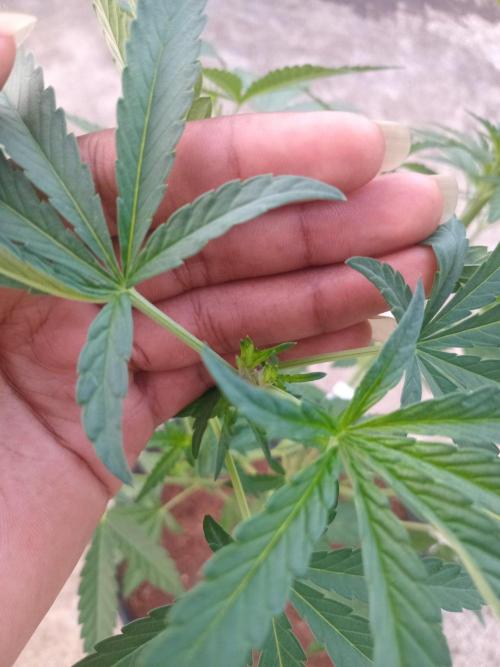 Biscotti Gelato. Week 6