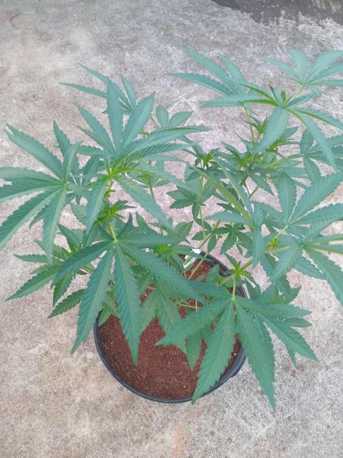 Biscotti Gelato. Week 6