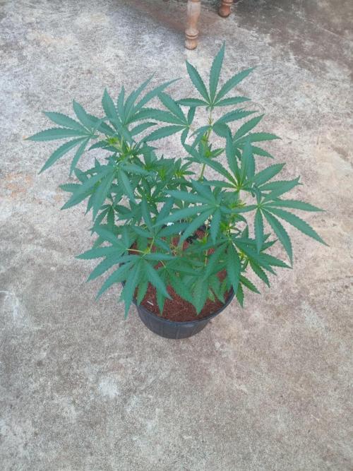 Biscotti Gelato. Week 6