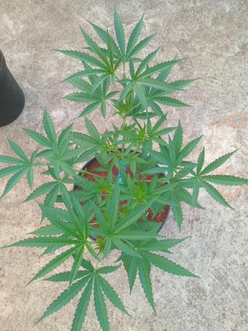 Lemon mandarin. Week 6