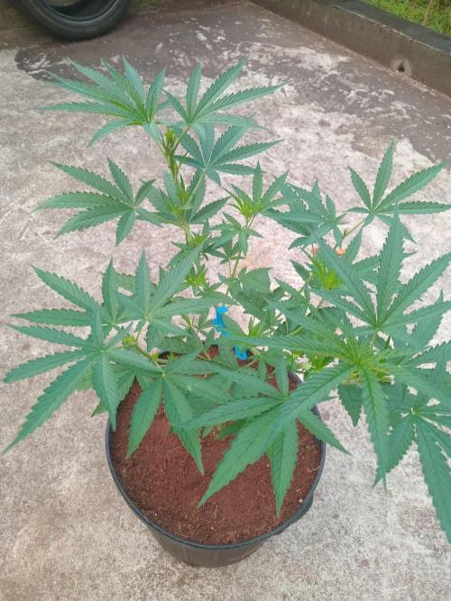 Lemon mandarin. Week 6