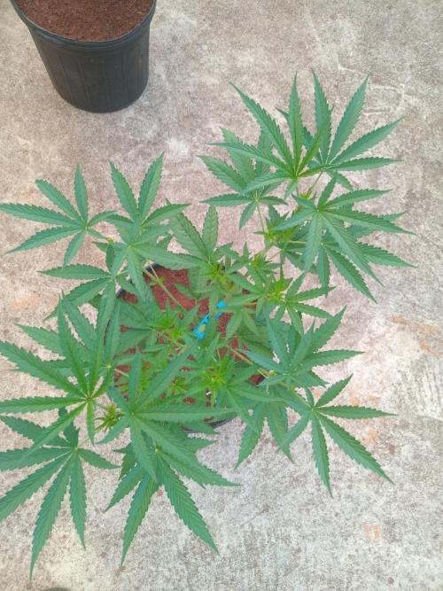 Lemon mandarin. Week 6