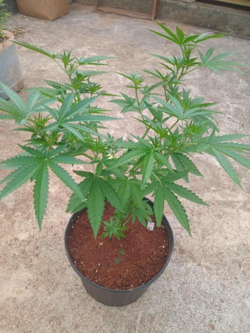 Lemon cherry runtz. Week 6