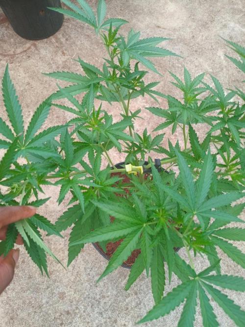 Lemon cherry runtz. Week 6