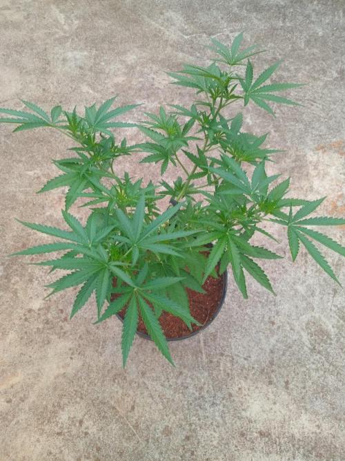 Lemon cherry runtz. Week 6