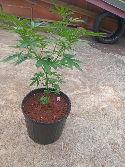 Lemon cherry runtz. Week 6