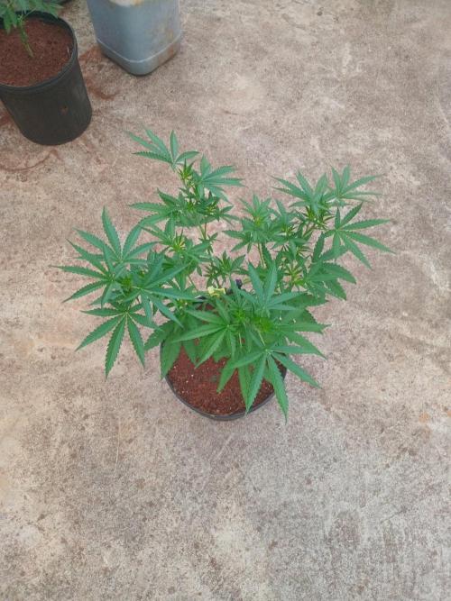 Lemon cherry runtz. Week 6