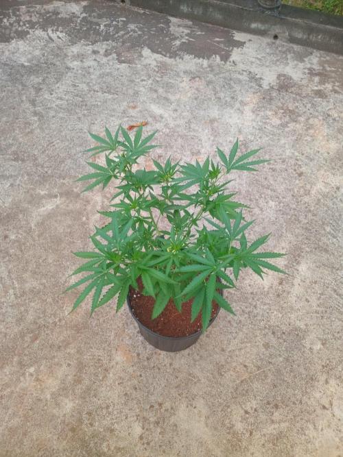 Lemon Cherry Runtz. Week 6