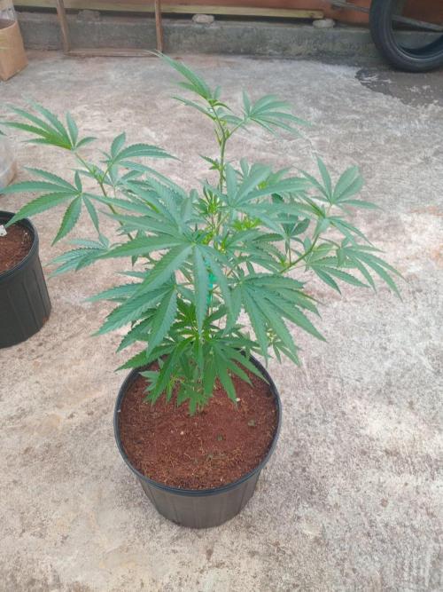Gary Sherbert. Week 6