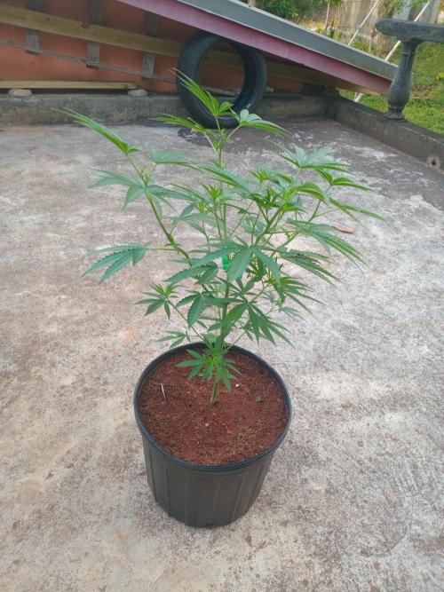 Gary Sherbert. Week 6