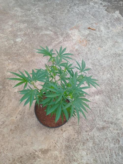 Gary Sherbert. Week 6