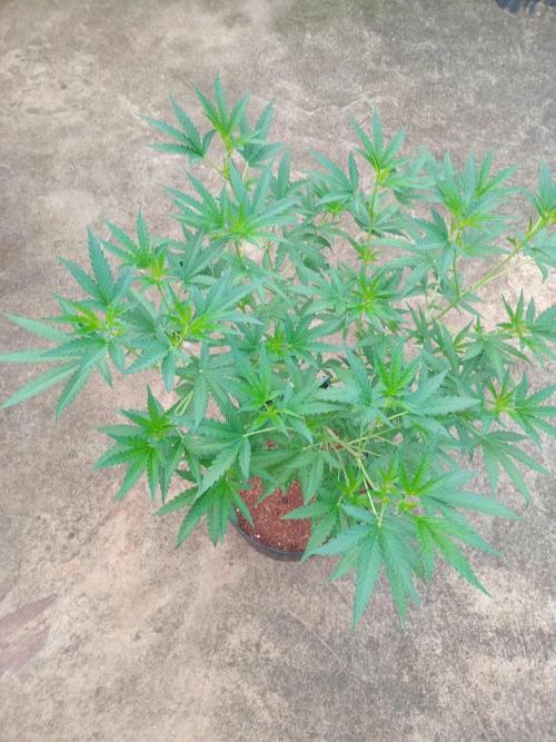 Lemon cherry runtz. Week 7