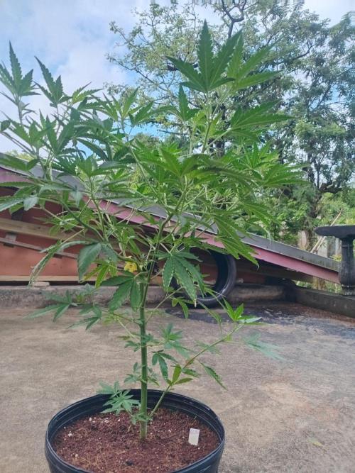 Lemon cherry runtz. Week 7