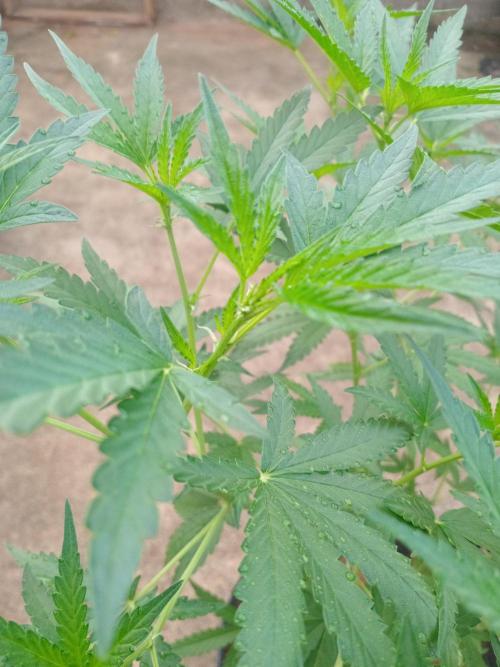 Lemon cherry runtz. Week 7