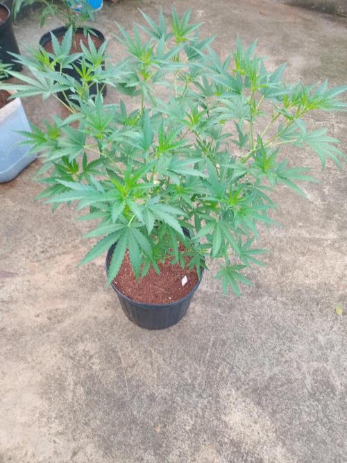 Lemon cherry runtz. Week 7