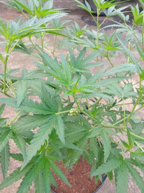 Lemon Cherry Runtz. Week 7