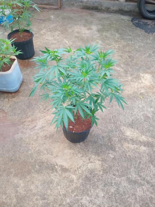 Gary Sherbert. Week 7