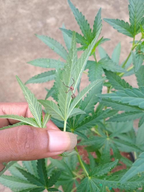 Gary Sherbert. Week 7 - Cute little mantis its been living on this plant about a week now