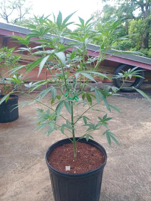Gary Sherbert. Week 7