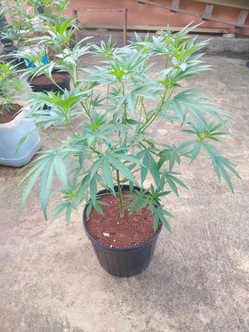 Gary Sherbert. Week 7